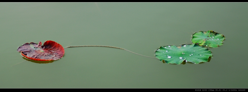 雨后濮上野花三两枝