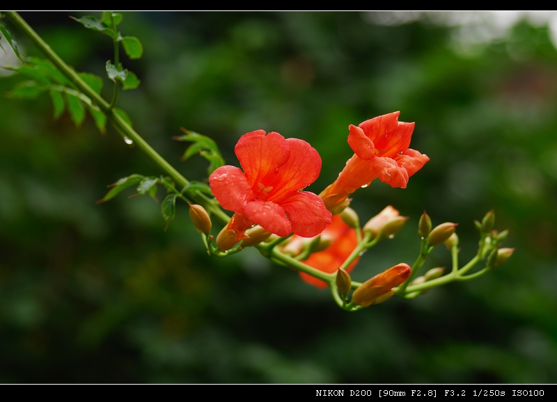 花开凌霄！