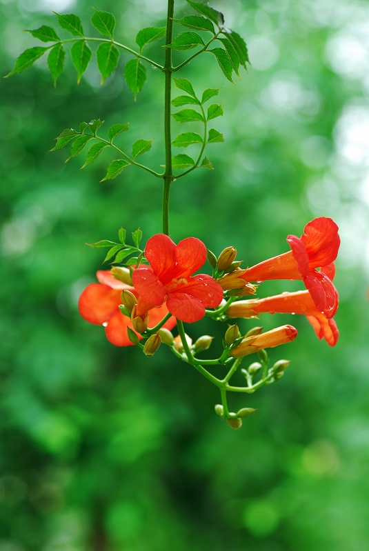 花开凌霄！