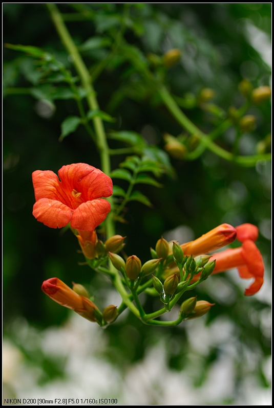 花开凌霄！