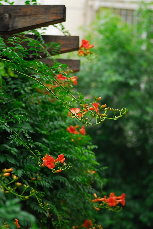 花开凌霄！