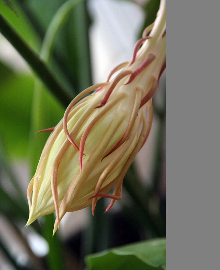 昙花绽放