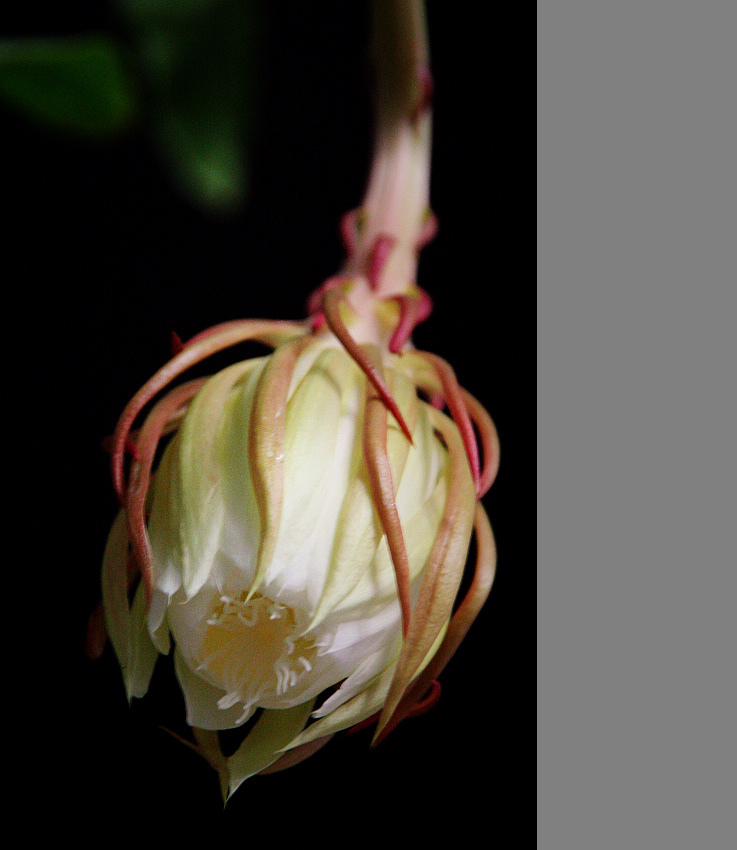 昙花绽放
