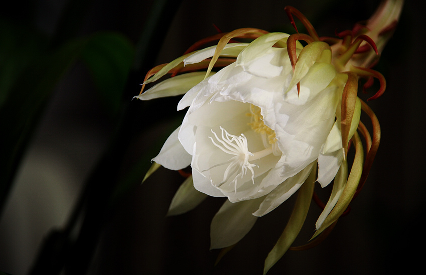 昙花绽放