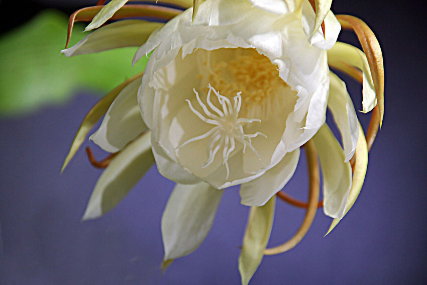 昙花绽放