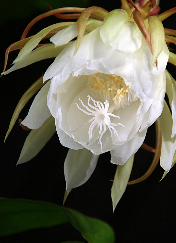 昙花绽放