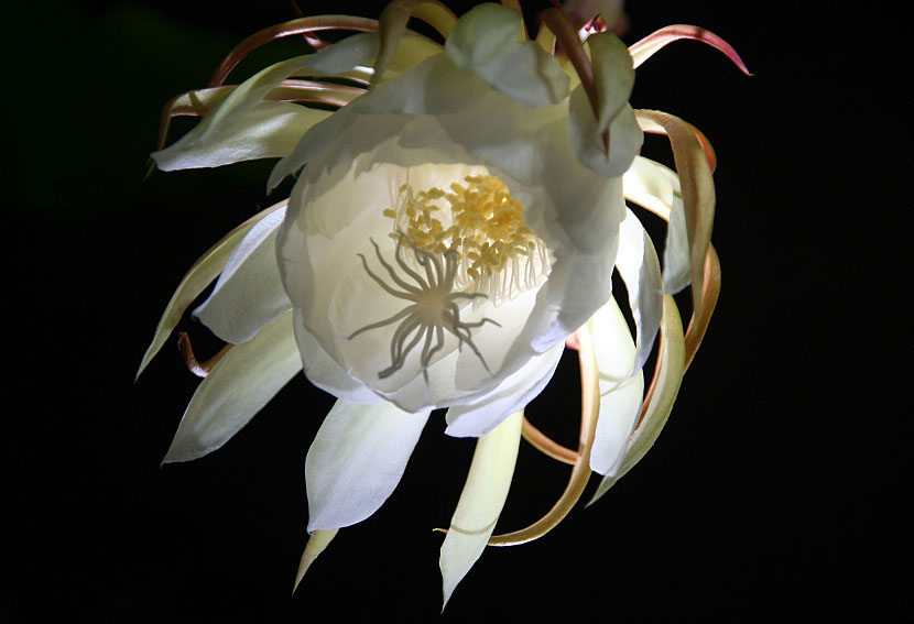 昙花绽放