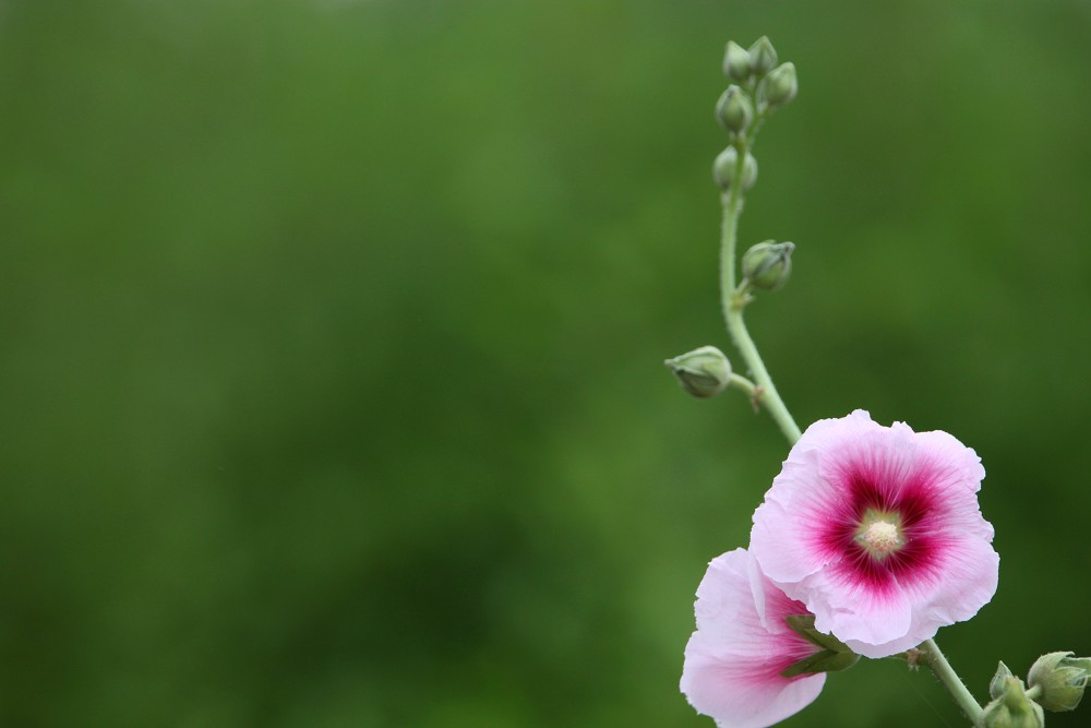 几朵小花