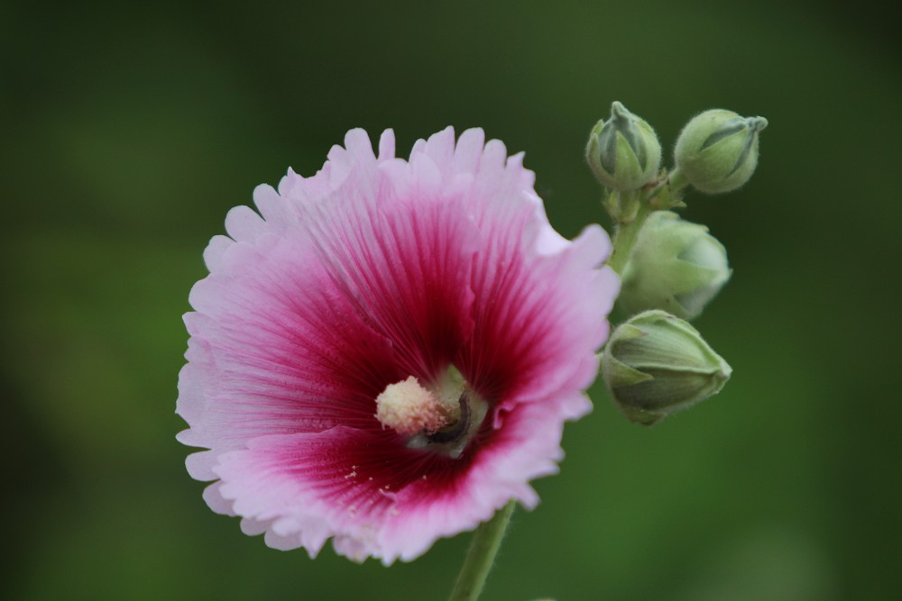 几朵小花