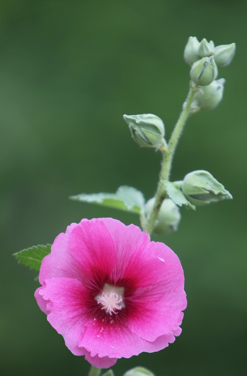 几朵小花
