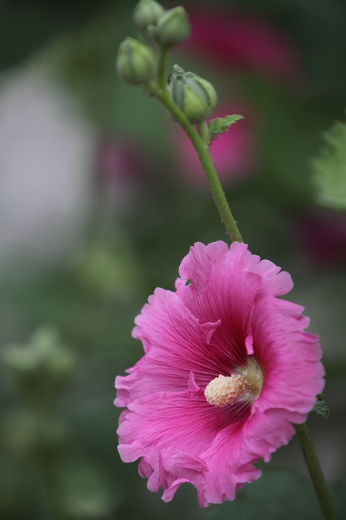几朵小花