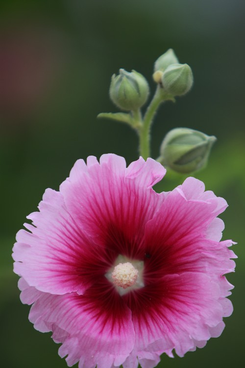 几朵小花