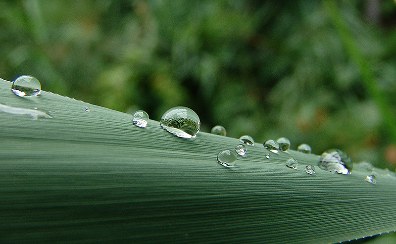 雨后随拍
