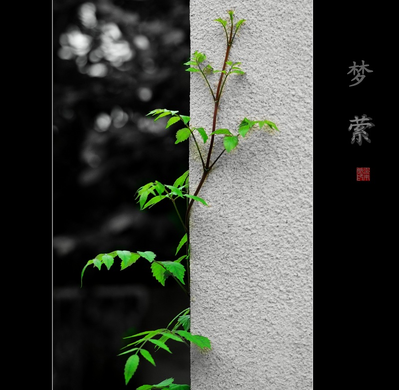 梦萦！