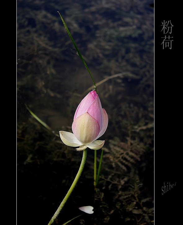 [原创]  ......09荷花拾贝