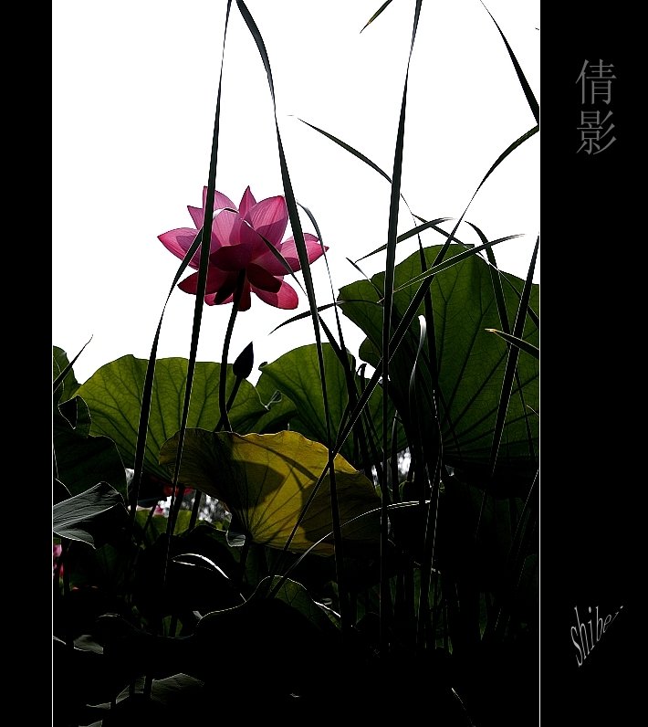 [原创]  ......09荷花拾贝