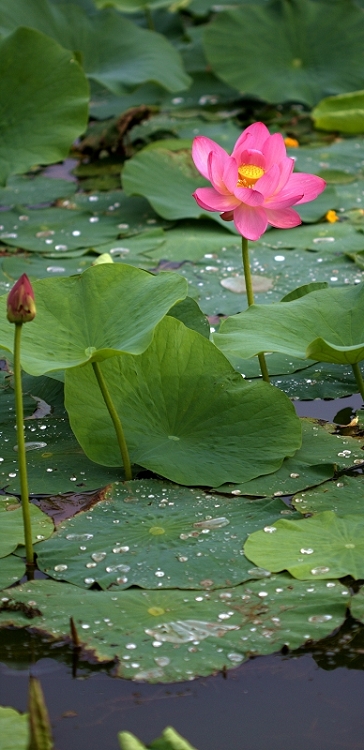 荷