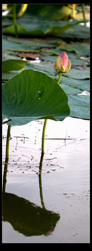 荷