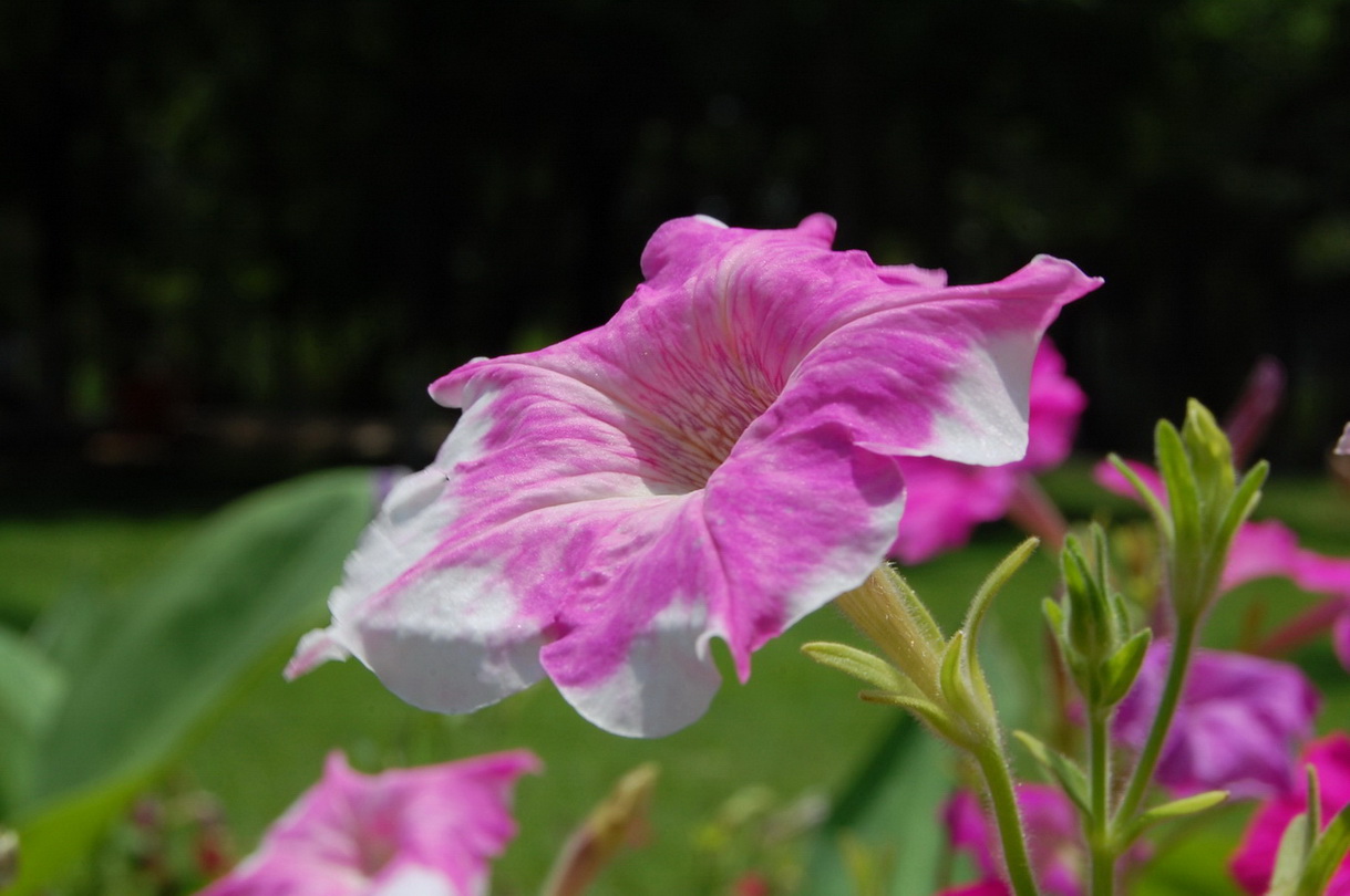 新蕾小花