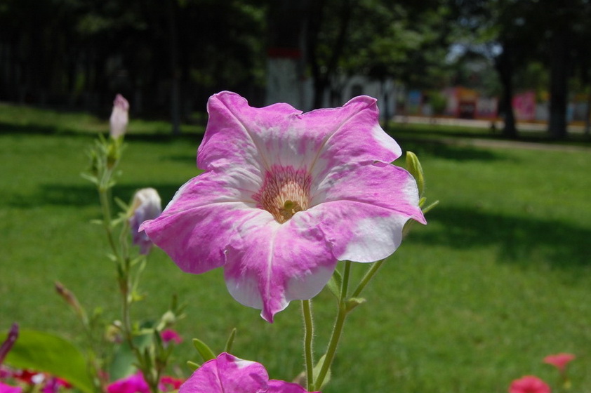 新蕾小花
