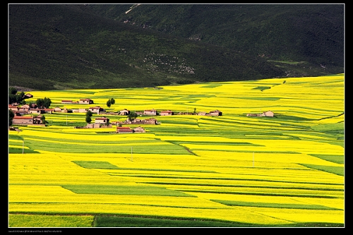 门源油菜花