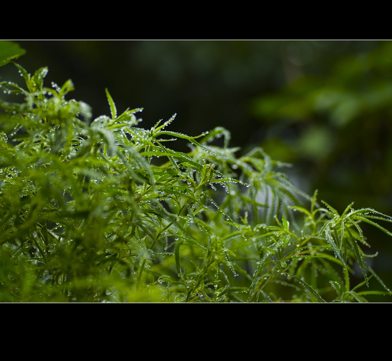 雨后山野采微