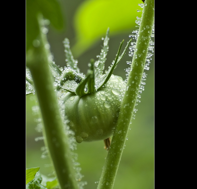 雨后山野采微
