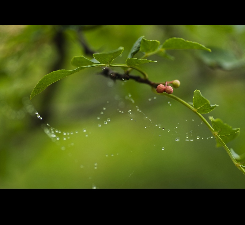 雨后山野采微