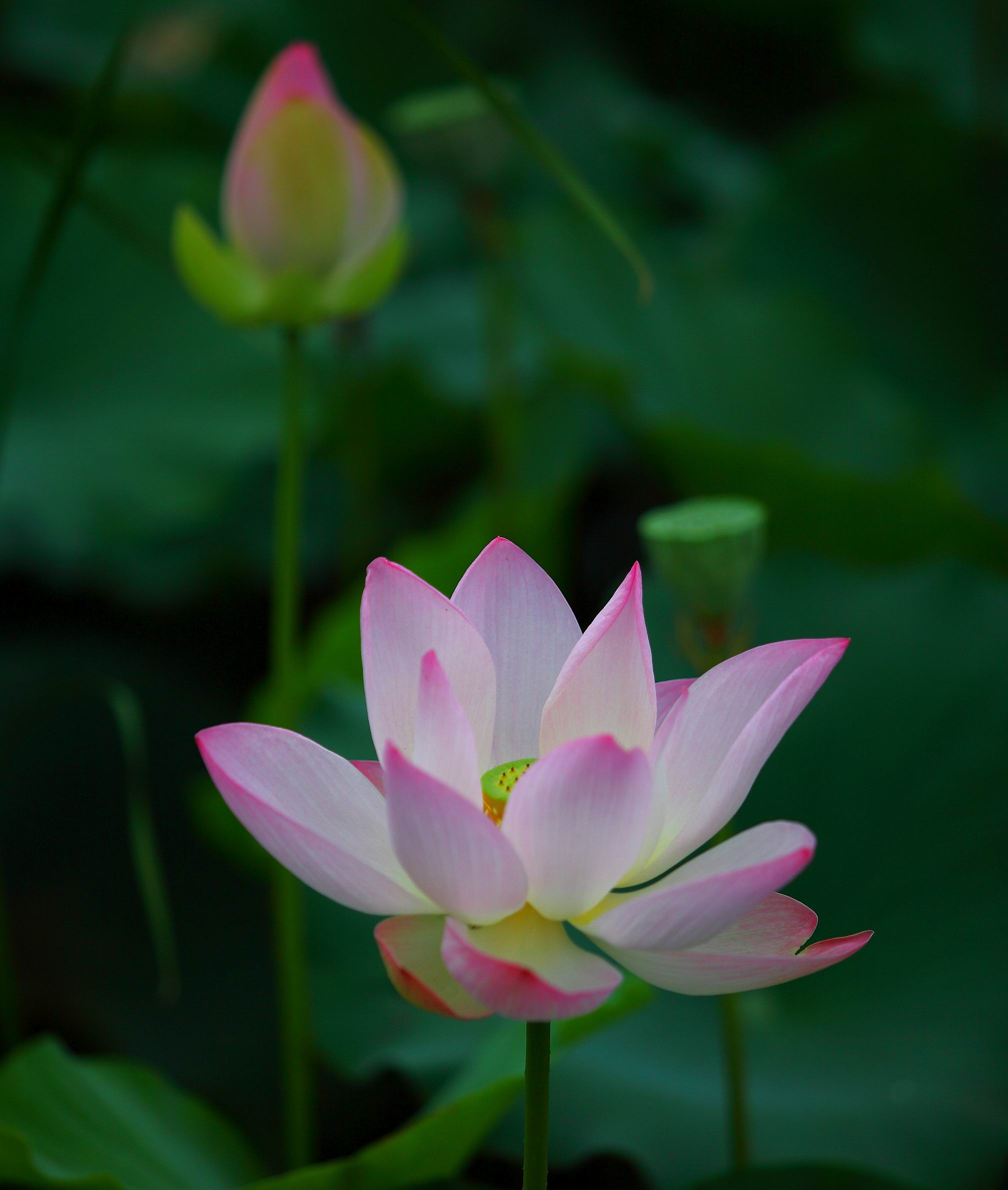 荷