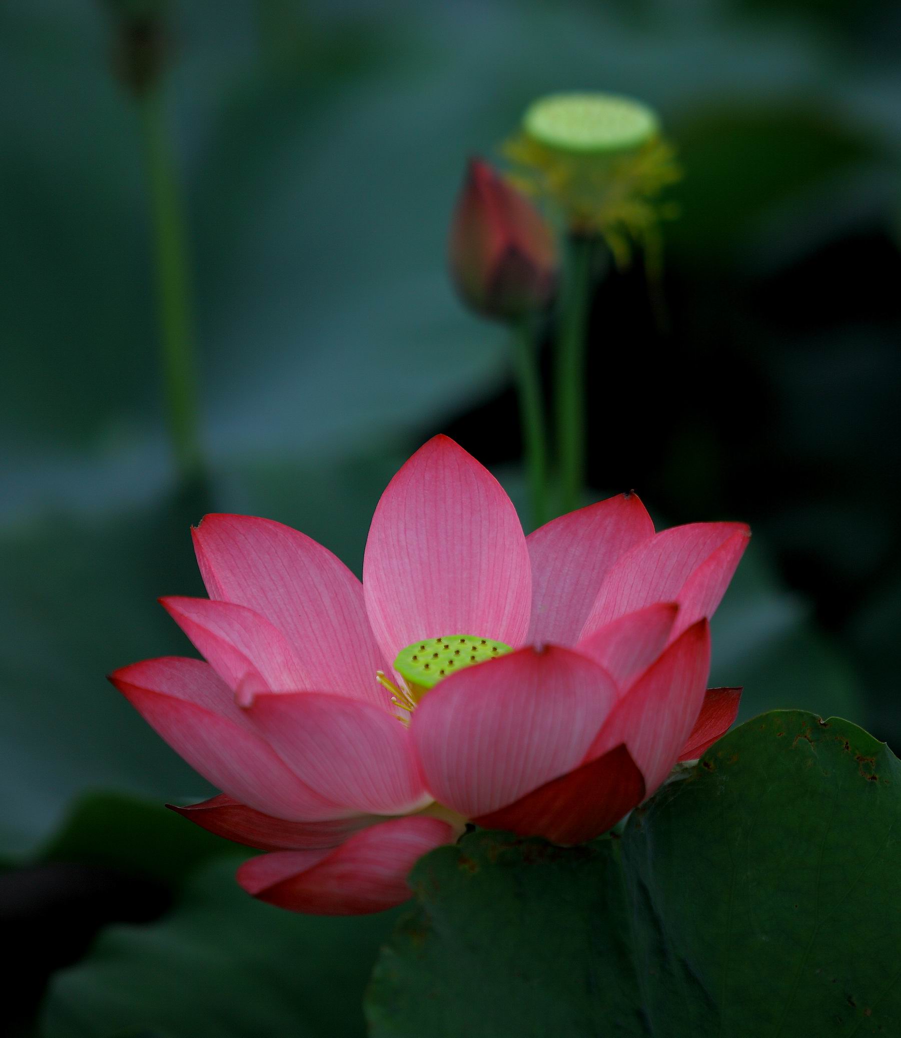 荷