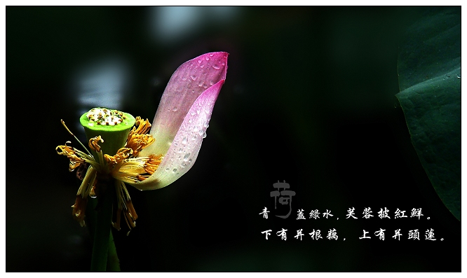 荷韵