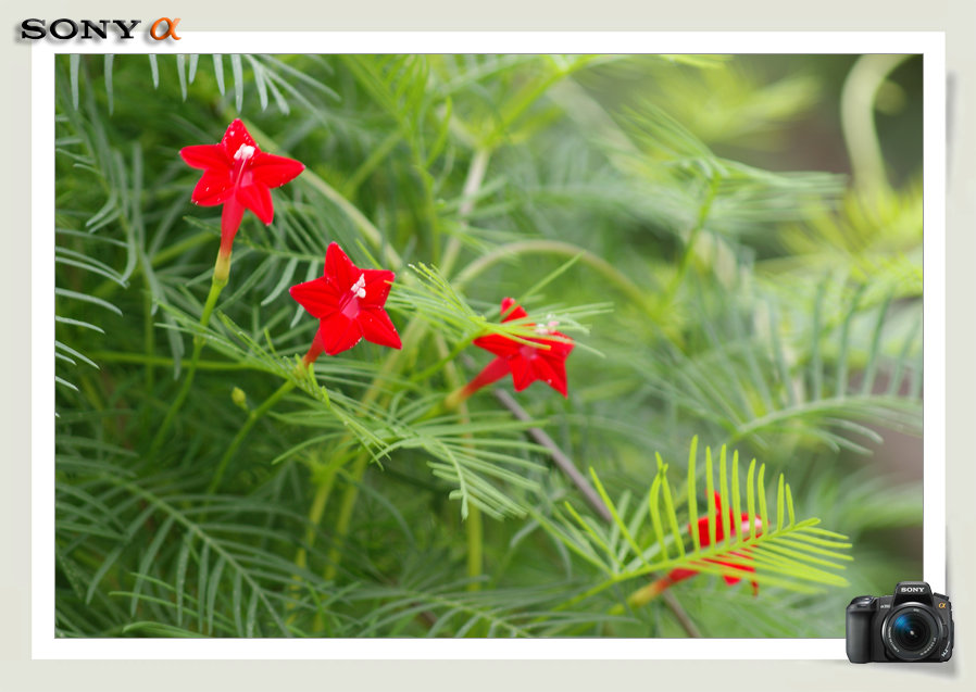 茑萝花