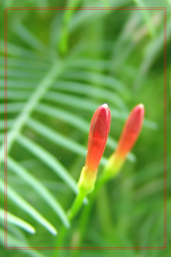 茑萝花