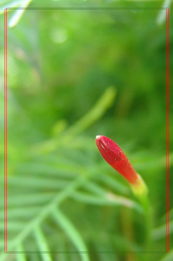 茑萝花