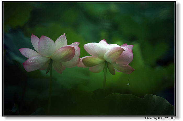 [原创]又到拍摄荷花时