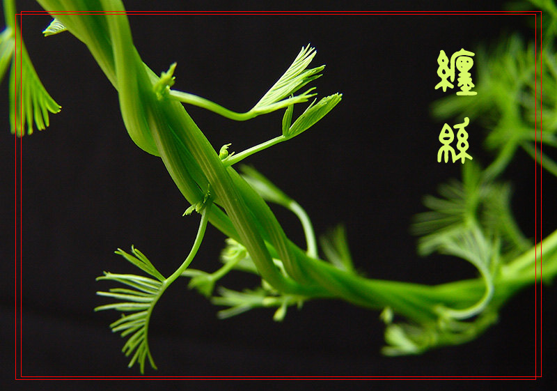 雨后随拍