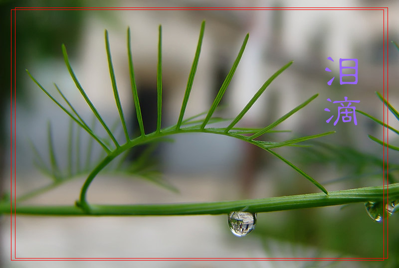 雨后随拍