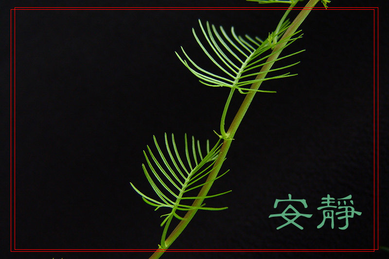 雨后随拍