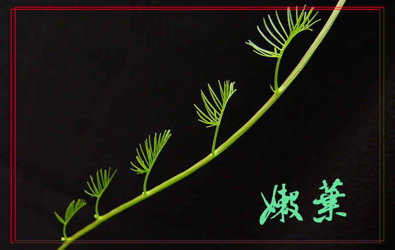 雨后随拍
