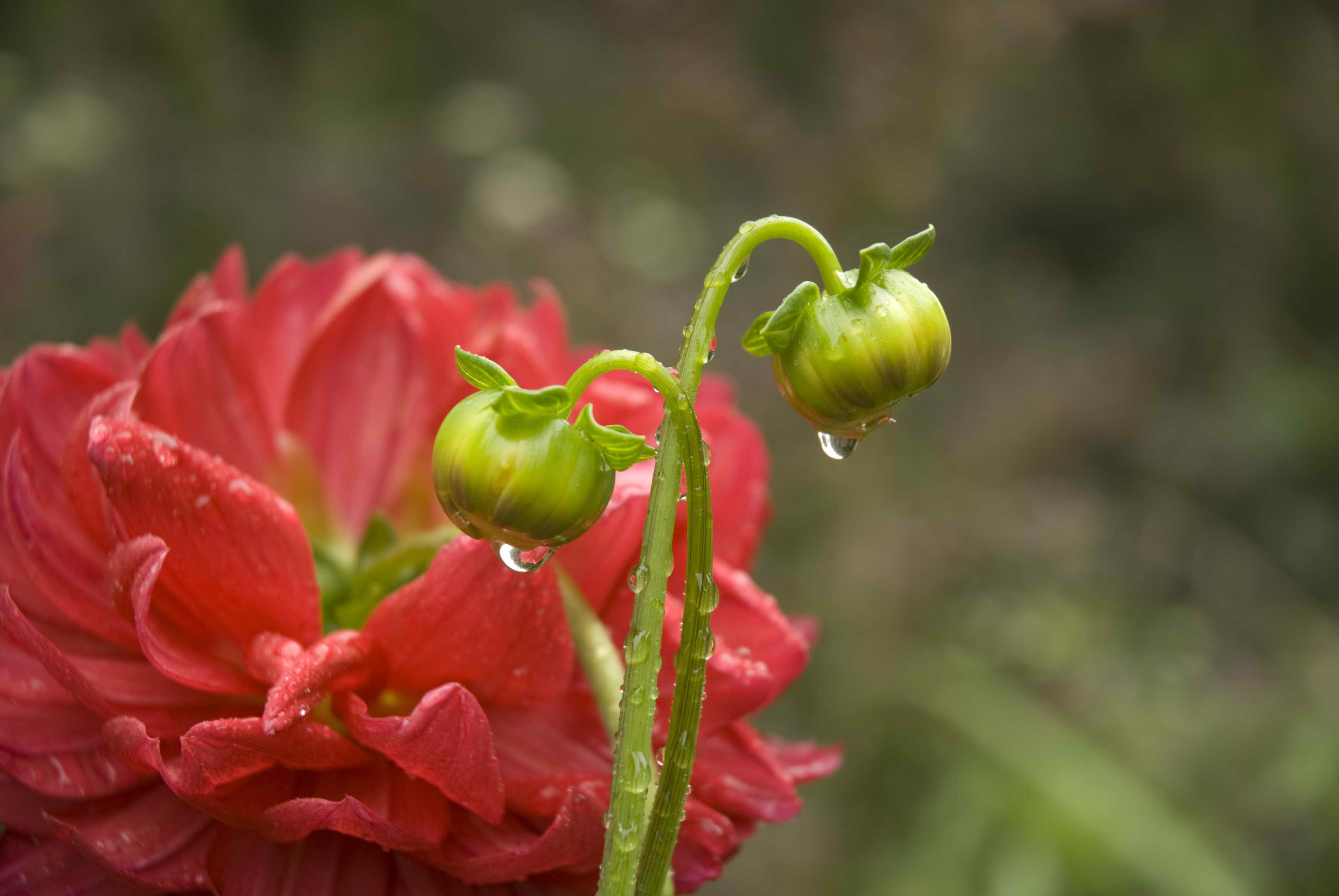 花  果