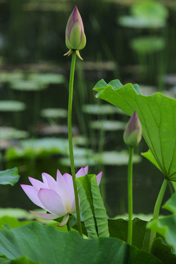 [原创]荷塘景致