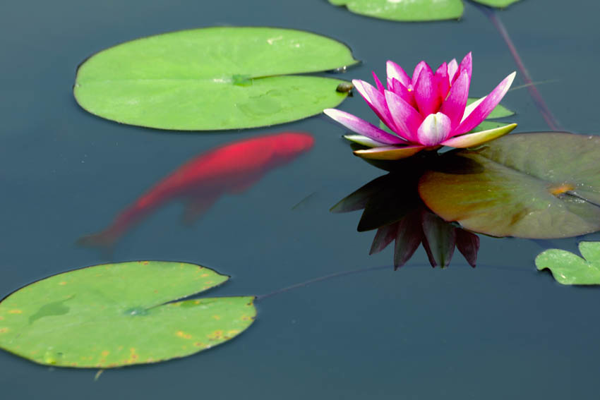 [原创]荷塘景致