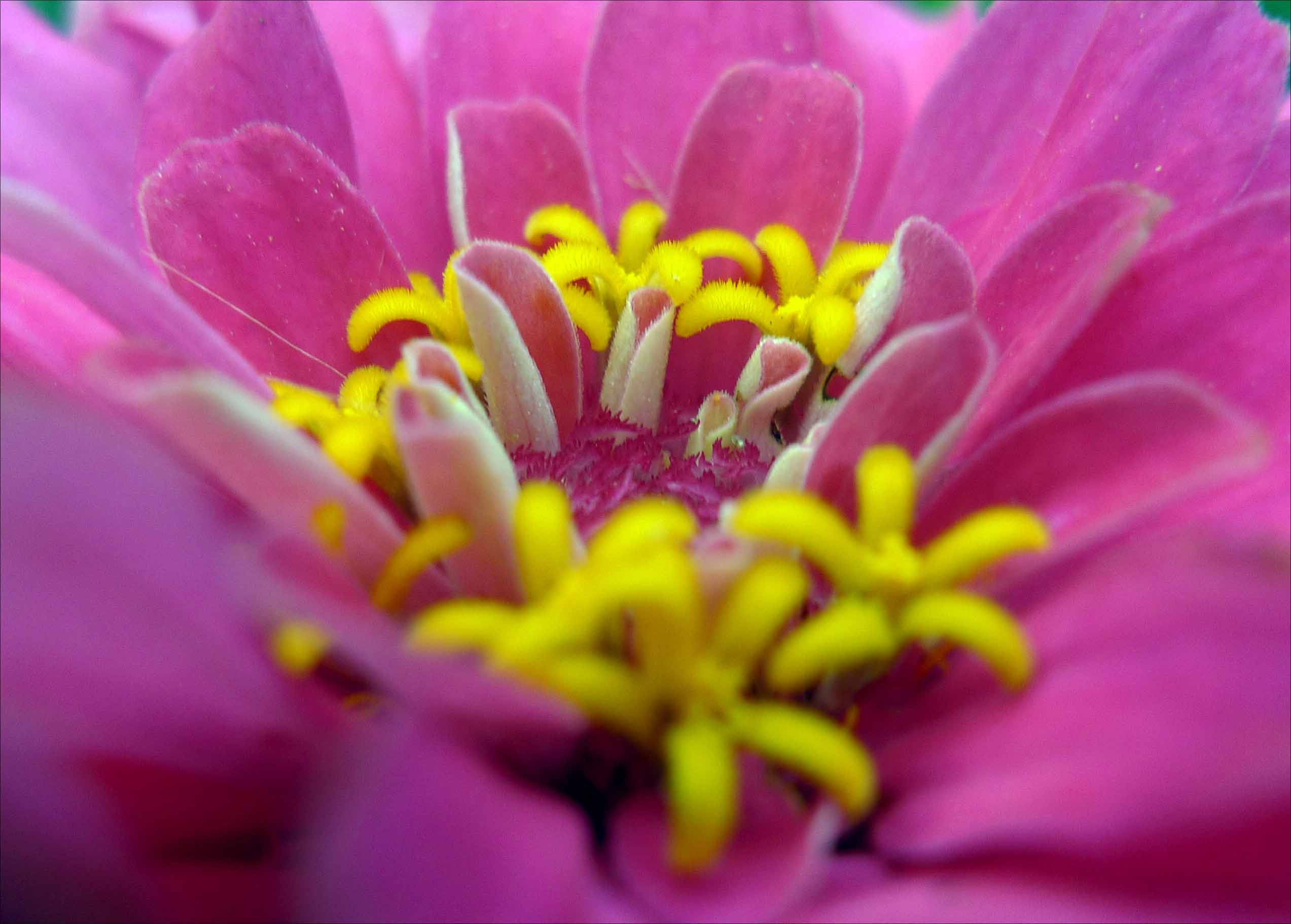 小DC拍小花