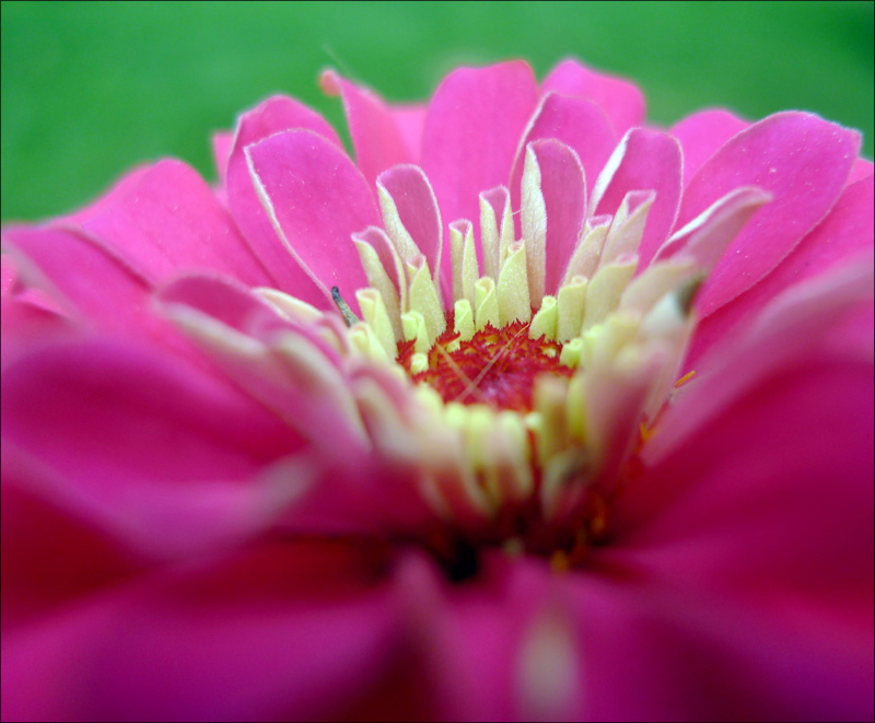 小DC拍小花