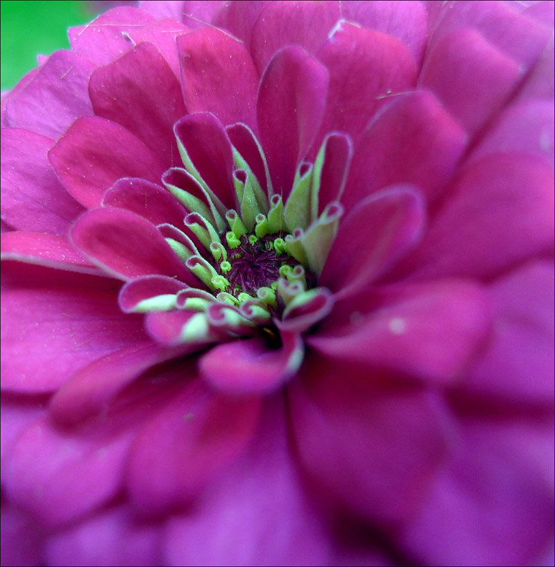 小DC拍小花
