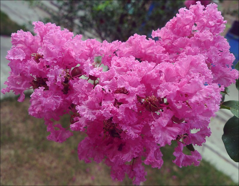 小DC拍小花