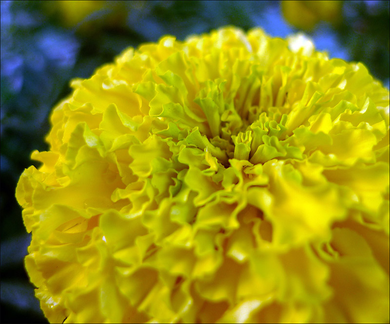 小DC拍小花