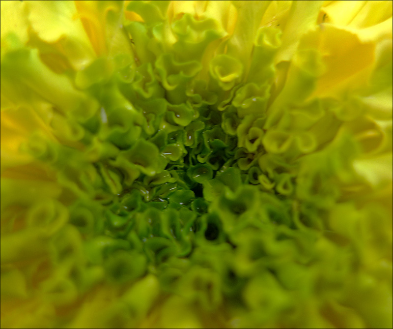 小DC拍小花