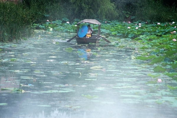 微山红荷湿地欢乐行