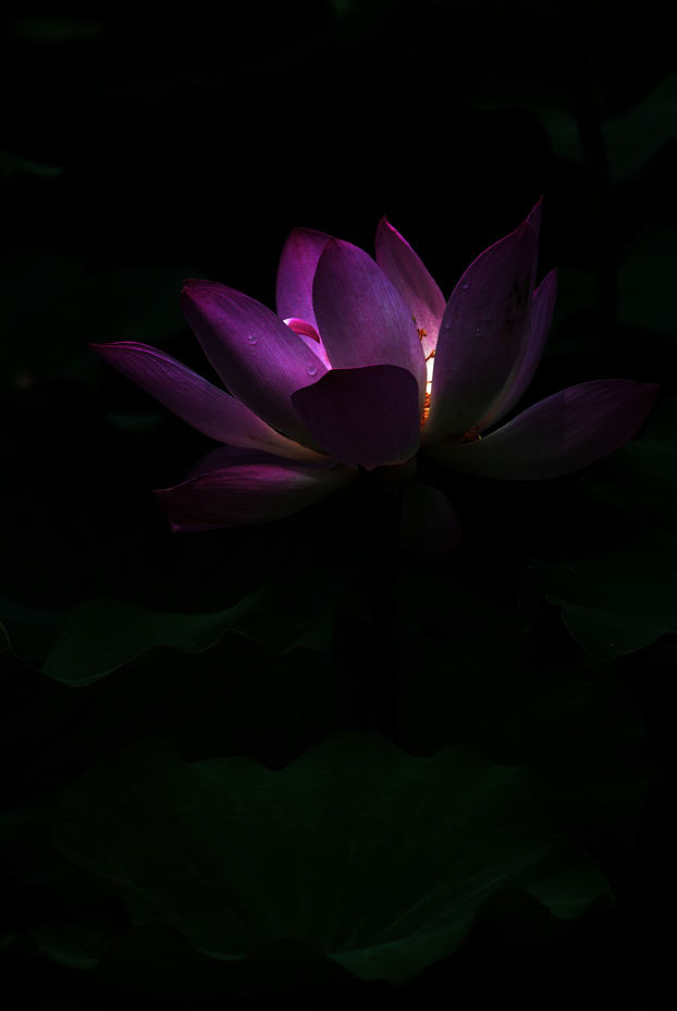 宝莲灯